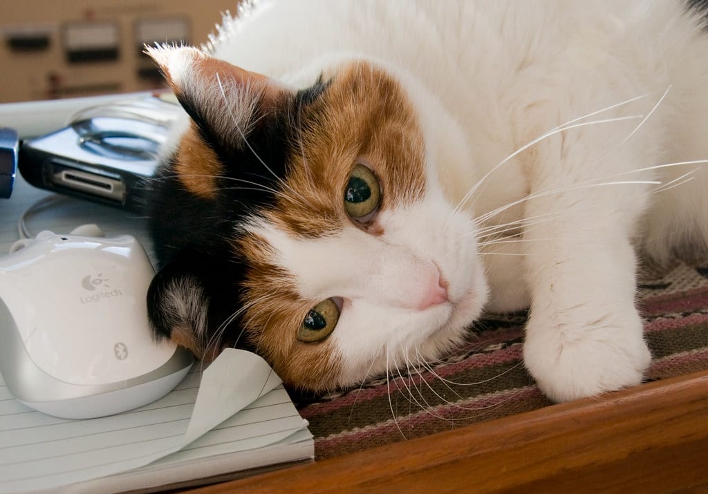 Pet hoarding cleanup and animal waste remediation team